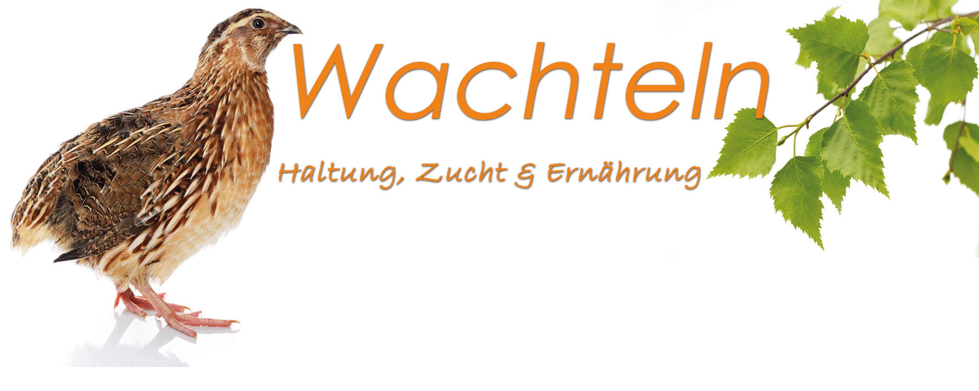 Wachtelhaltung Leicht Gemacht… › Wachteln, Wachtelhaltung, Wachtel ...